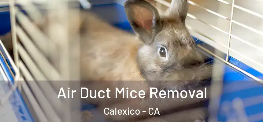  Air Duct Mice Removal Calexico - CA